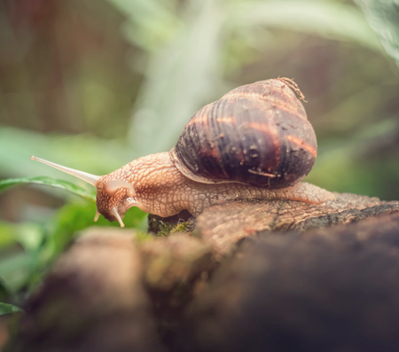 Garden Pests
