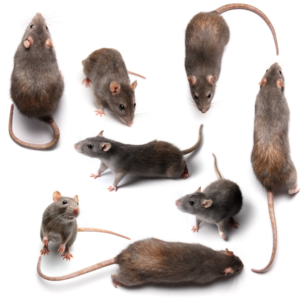 Rodents