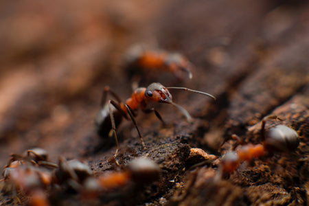 Crawling Insects